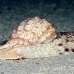 shell_li_h_0705_png2099.jpg